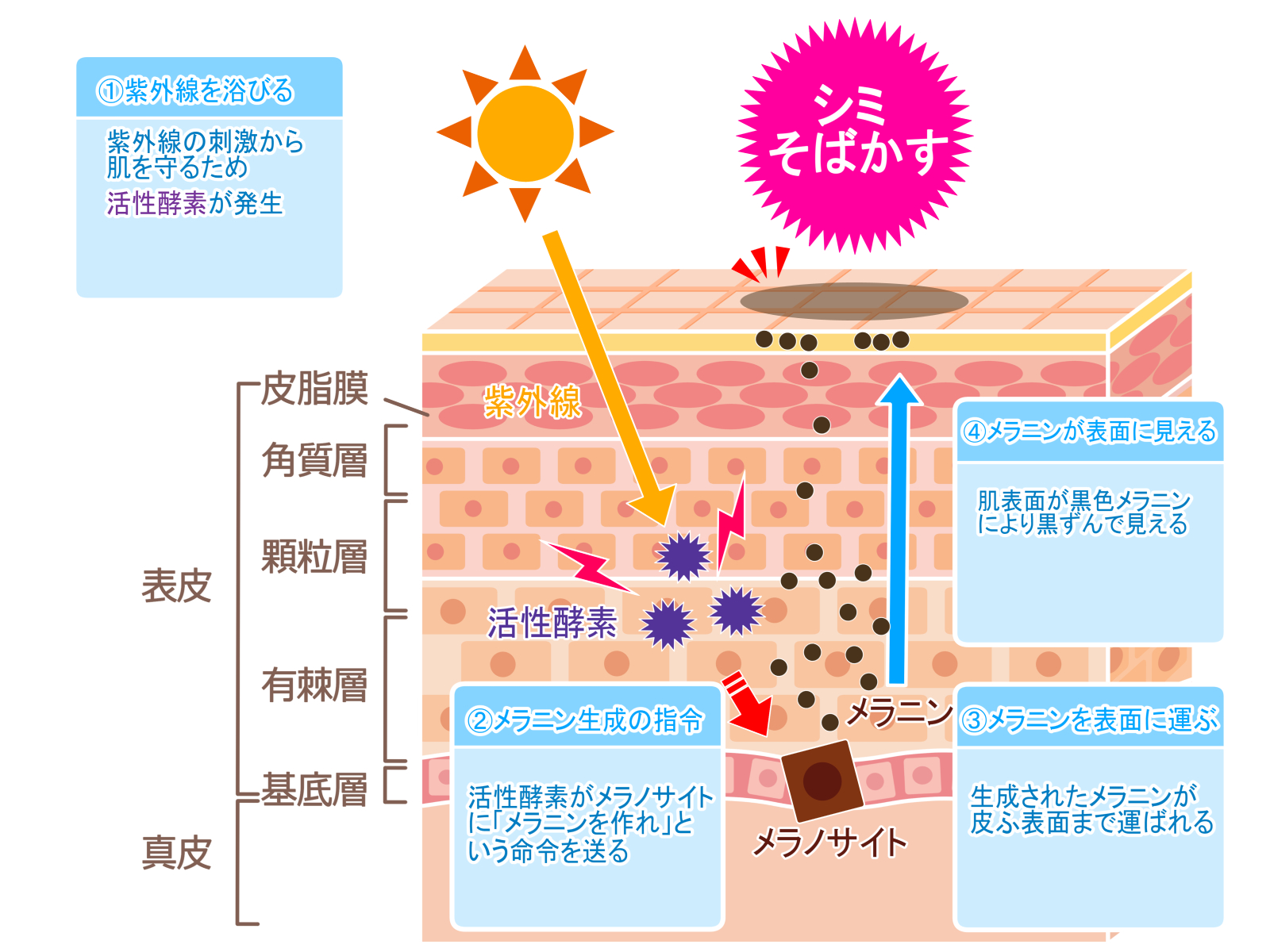 紫外線によるメラニンの蓄積