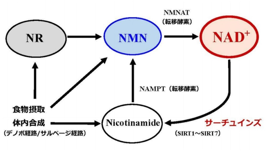 「NAD+」と「NMN」の違い
